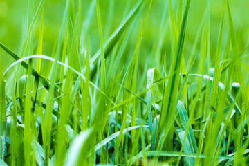The green grass is tender in spring