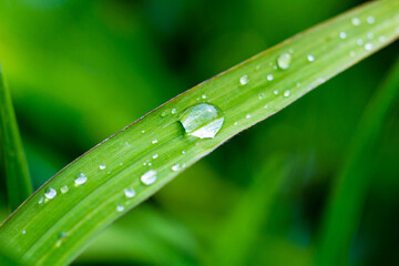 The green grass is tender in spring