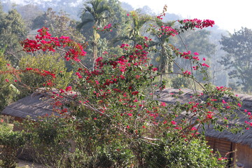 flowers in the garden