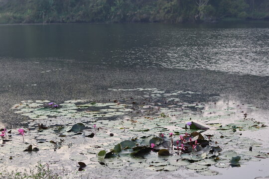 Water Lilly at boga lake