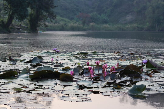Lilly at boga lake