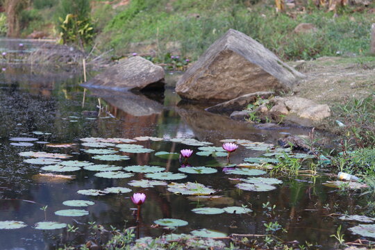 Lilly at boga lake