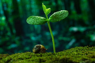 Plants that sprout in the rain