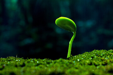 Plants that sprout in the rain