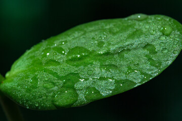 Plants that sprout in the rain