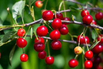 Cherry hanging on a branch of a cherry tree. Ripe cherries among the green leaves of the cherry tree in the summer garden are ripe.