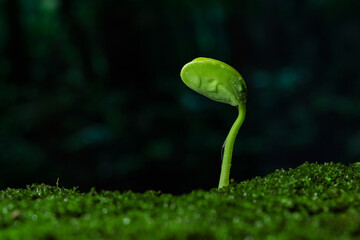 Plants that sprout in the rain