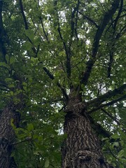Fototapeta premium Bottom-up view of a tall tree