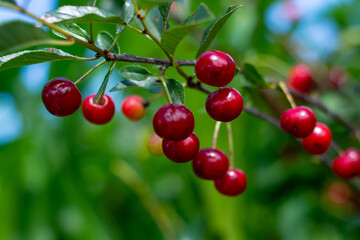 Cherry hanging on a branch of a cherry tree. Ripe cherries among the green leaves of the cherry tree in the summer garden are ripe.