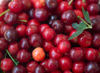 Close up of pile of ripe cherries with stalks and leaves. Large collection of fresh red cherries.