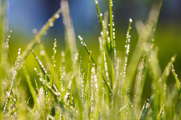 Fototapeta na wymiar Dewy grass in the morning light
