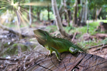 iguana on a branch