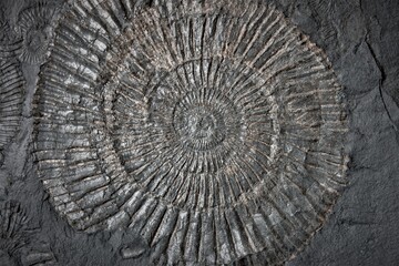Ammonite