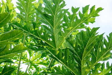 Rich and green papaya leaves