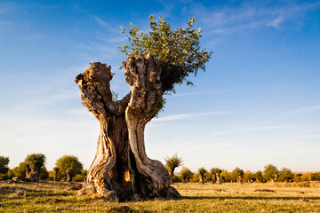 Isolated and pruned trees in the Soto de Revenga. Sierra de Guadarrama national park, in Segovia and Madrid.