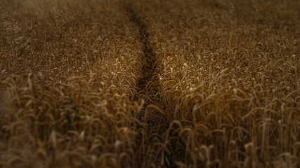 Beautiful picture with cereal field at sunrise in summer