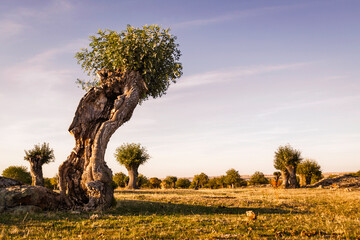 Isolated and pruned trees in the Soto de Revenga. Sierra de Guadarrama national park, in Segovia...