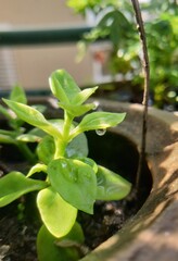 young green plant