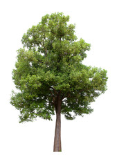 Fototapeta premium isolated tree green is located on a white background. Collection of isolated tree on white background Tropical tree