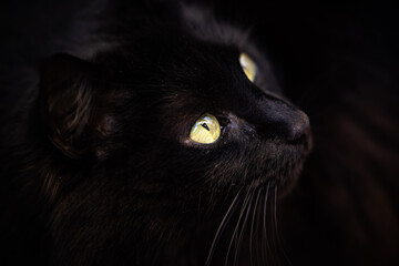 Ojos verdes claros de gato negro 1