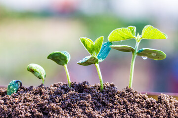 Plants that sprout in spring