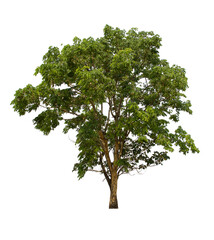 Obraz premium isolated tree green is located on a white background. Collection of isolated tree on white background Tropical tree