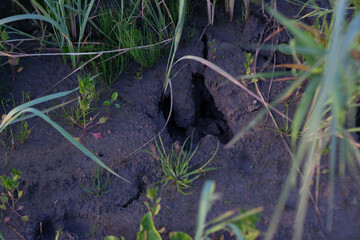 moose footprints