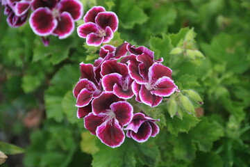 beautiful flower. where flowers bloom, so does hope. 