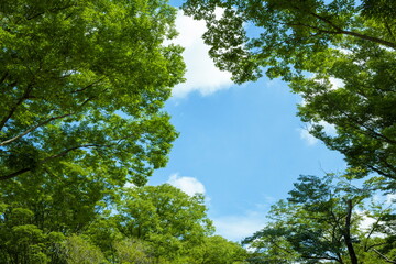 Fototapeta premium 木々と青空