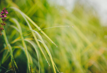 Green grass whith drops of  dew