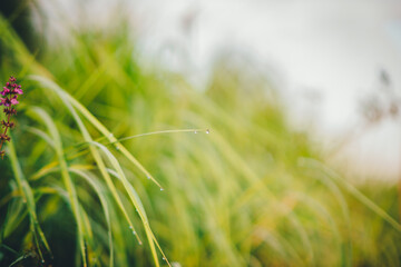 Green grass whith drops of  dew