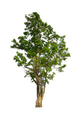 Fototapeta premium isolated tree green is located on a white background. Collection of isolated tree on white background Tropical tree