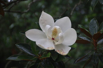 beautiful flower. where flowers bloom, so does hope. 