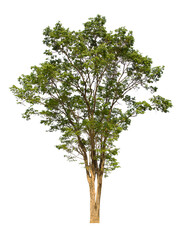 Obraz premium isolated tree green is located on a white background. Collection of isolated tree on white background Tropical tree