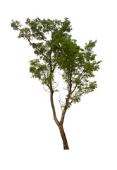 Obraz premium isolated tree green is located on a white background. Collection of isolated tree on white background Tropical tree