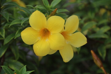 Obraz premium beautiful flower. where flowers bloom, so does hope. 