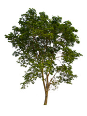 Obraz premium isolated tree green is located on a white background. Collection of isolated tree on white background Tropical tree