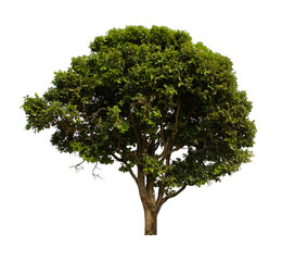 Obraz premium isolated tree green is located on a white background. Collection of isolated tree on white background Tropical tree