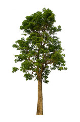 Fototapeta premium isolated tree green is located on a white background. Collection of isolated tree on white background Tropical tree