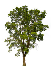 Obraz premium isolated tree green is located on a white background. Collection of isolated tree on white background Tropical tree