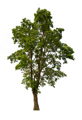 Fototapeta premium isolated tree green is located on a white background. Collection of isolated tree on white background Tropical tree