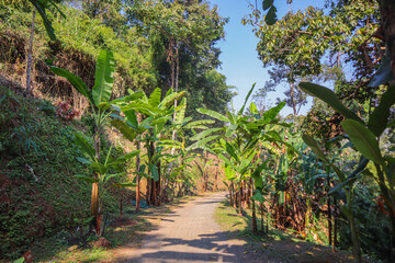 A park zone with palm trees growing along an village road in countryside in a sunny weather. The photo can be used as a background picture