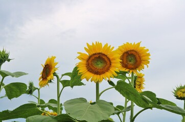 花　ひまわり　畑　風景　栃木