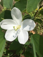 white magnolia flower