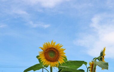 花　ひまわり　畑　風景　栃木