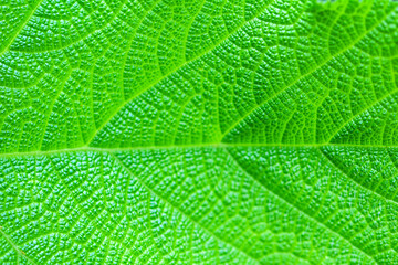 Pat the leaves of the forest green