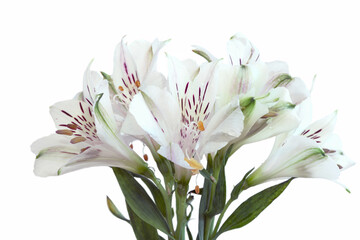flower of Alstroemeria or Peruvian lily with stamens, close-up on a white background	
