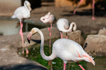Pink Flamingos At The Zoo. A flock of flamingos in the pond