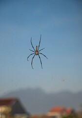 spider on the web