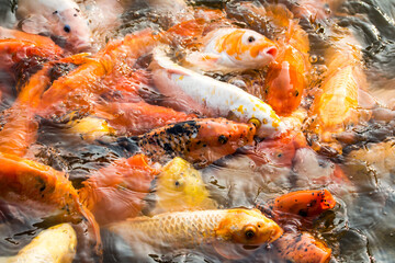 Koi fish
